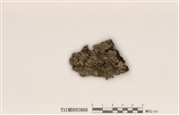 藏品(緣毛梅衣屬)的圖片